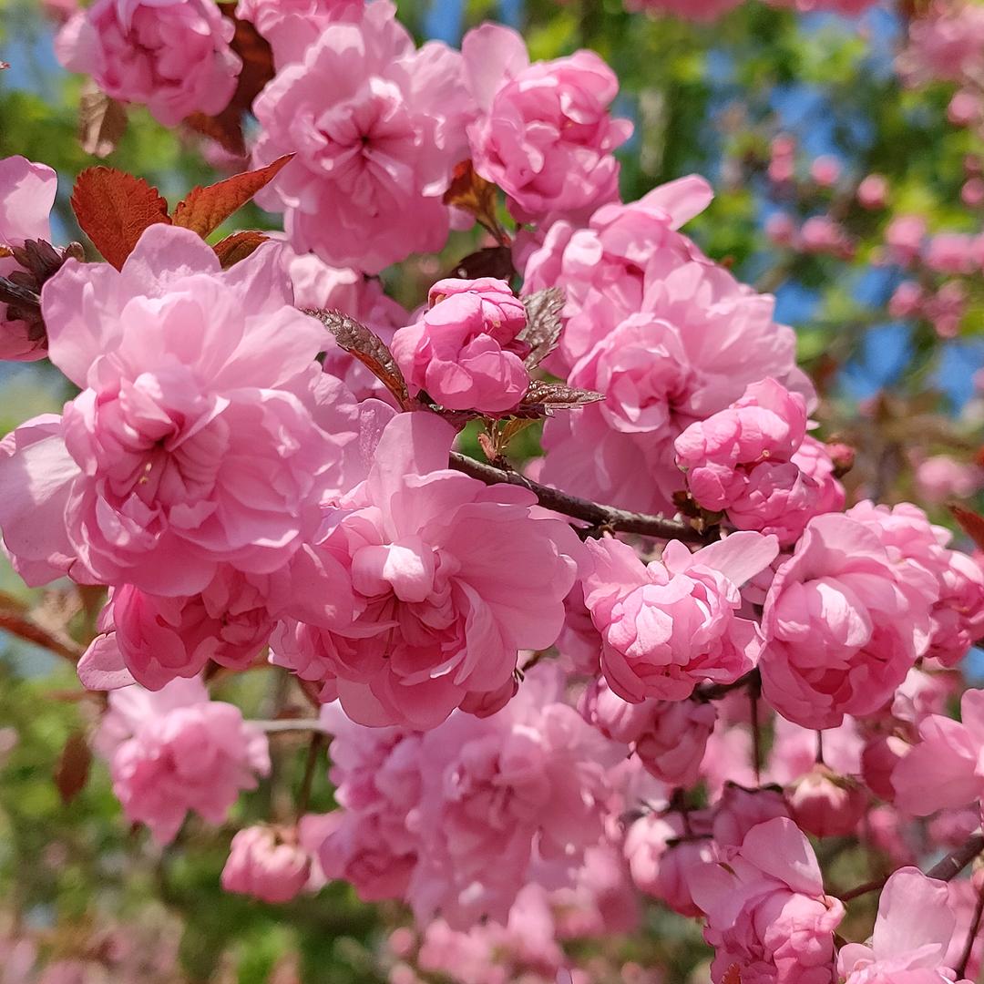 沈阳一梦