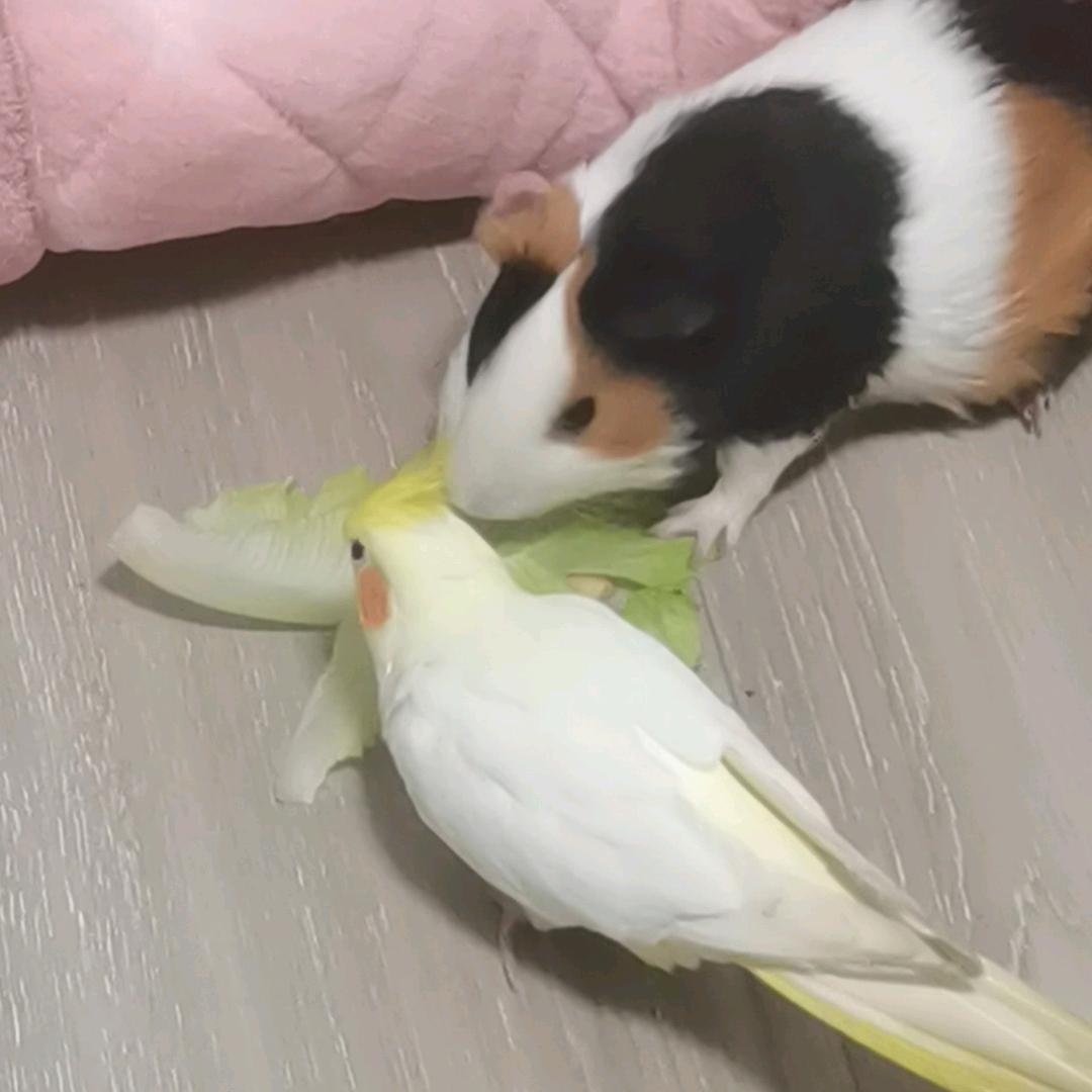 养鸡场主卢姐