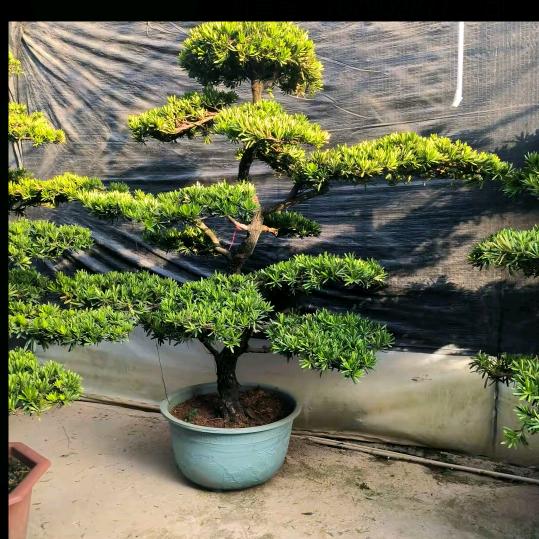 等待有缘人