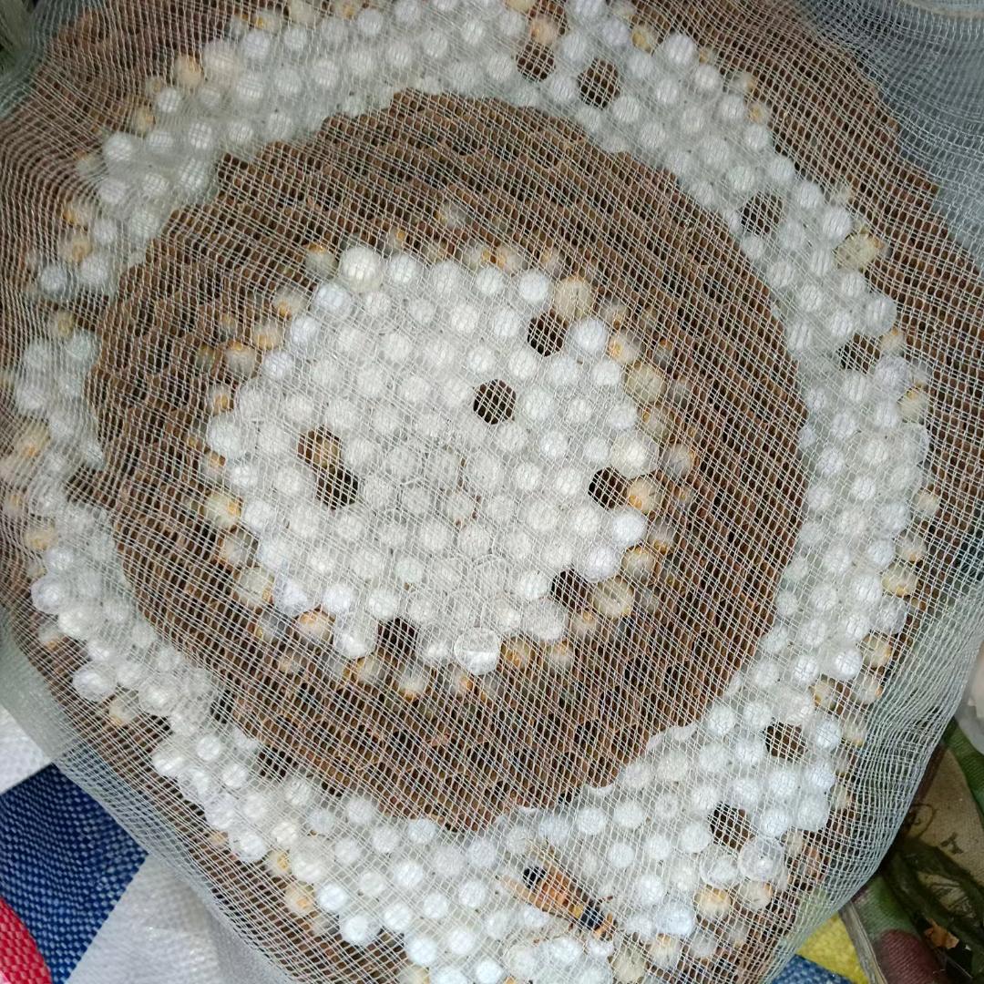 超大黄蜂