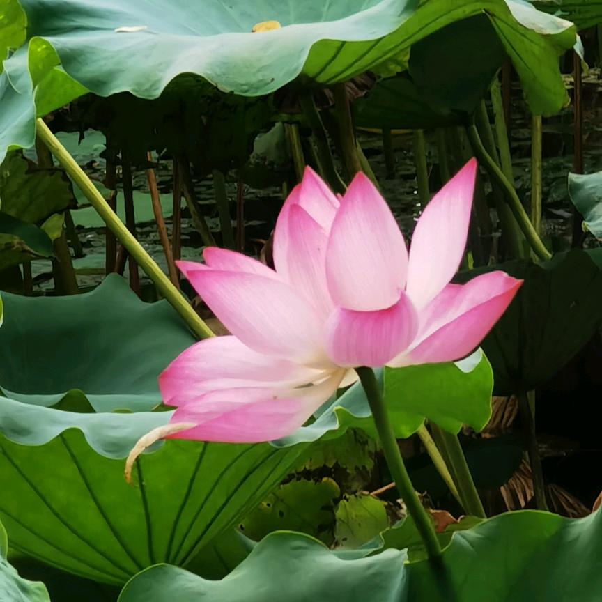 烟花再美只是瞬间。