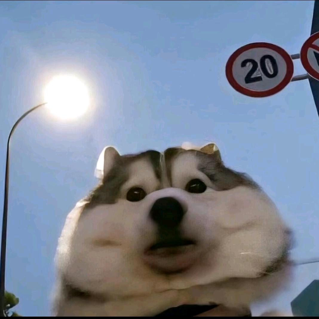 抖音狗狗（冲2000粉）