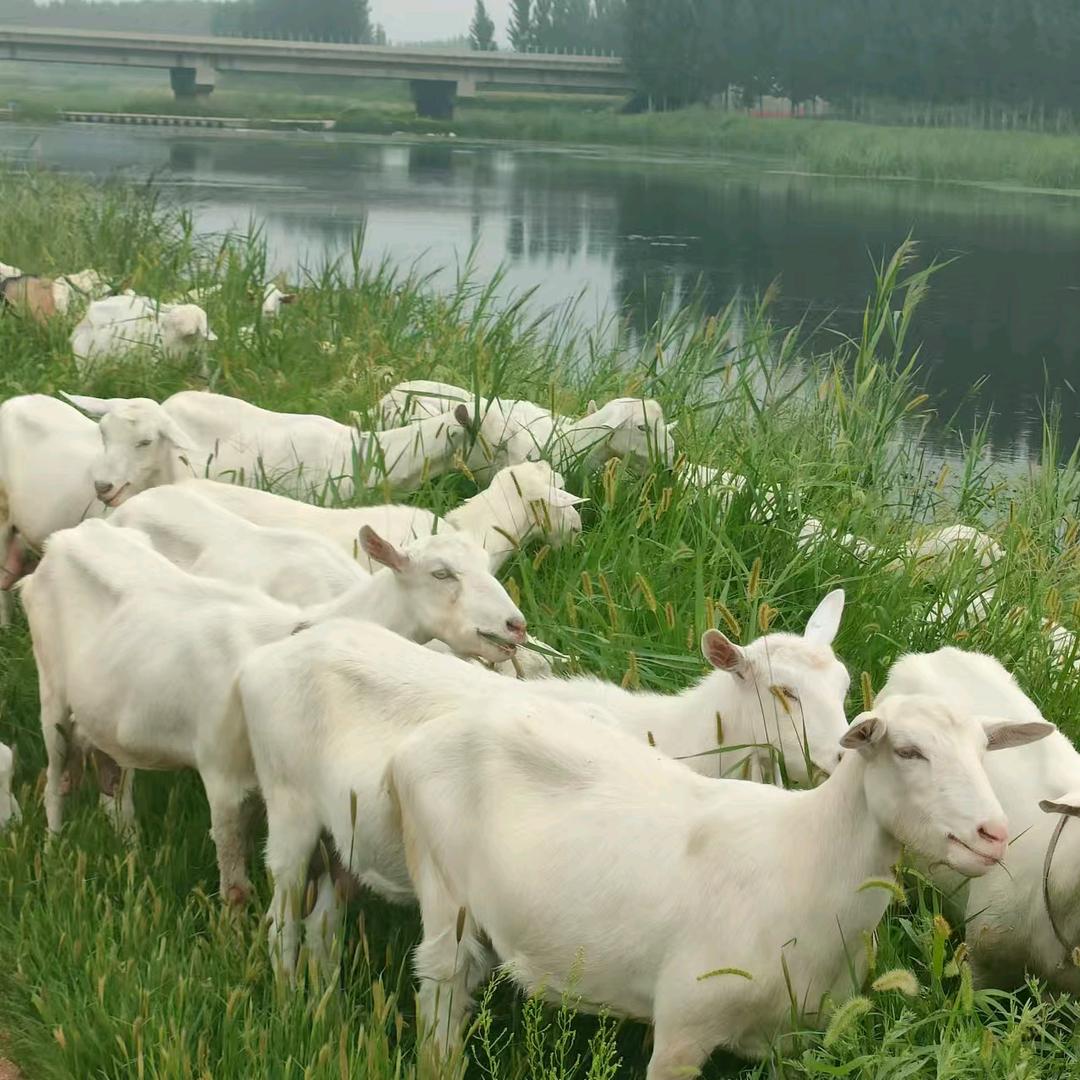 玉泥童乐卖羊奶的农场主