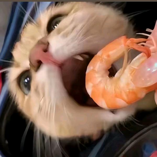 ᓚᘏᗢ