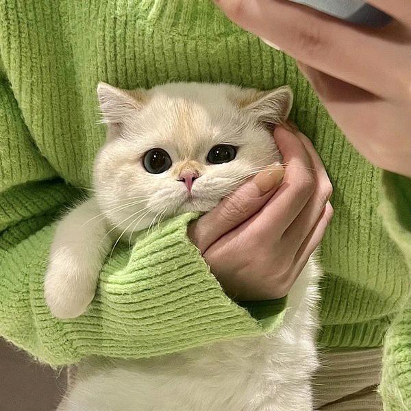 小好香菜