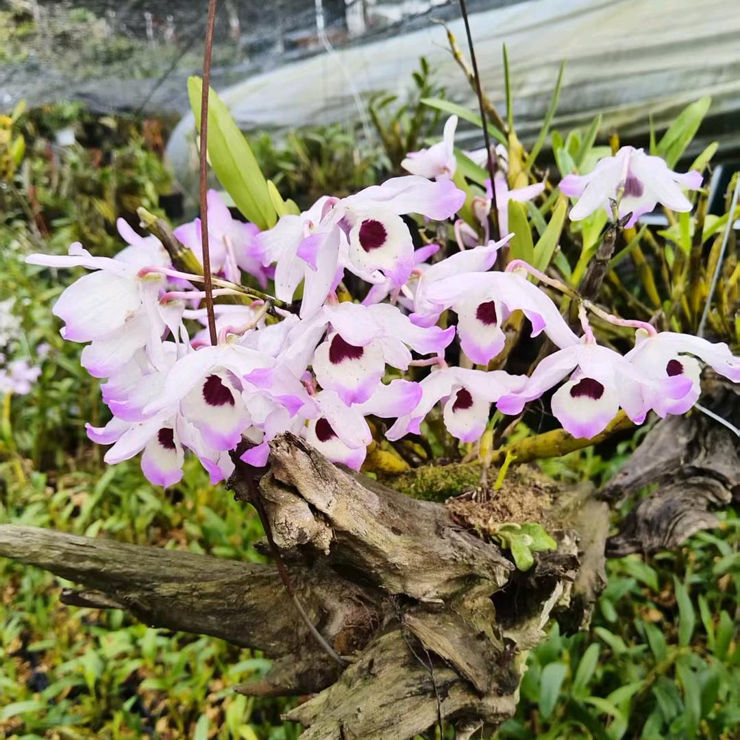 芳卉石斛花卉小店