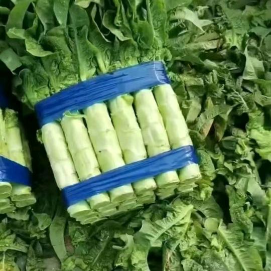 莴苣妹，产地直供，
