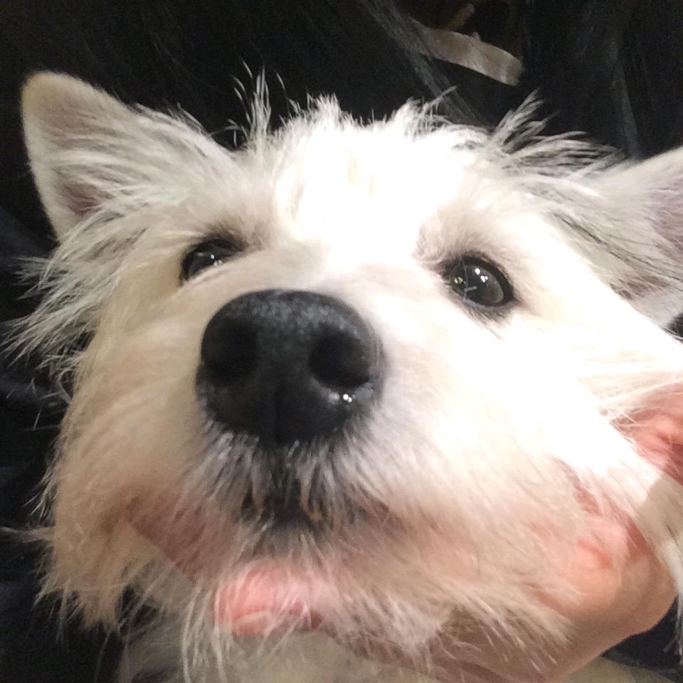 西赴.