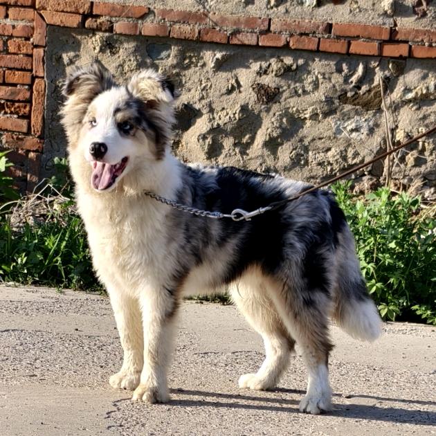家有边牧爱犬