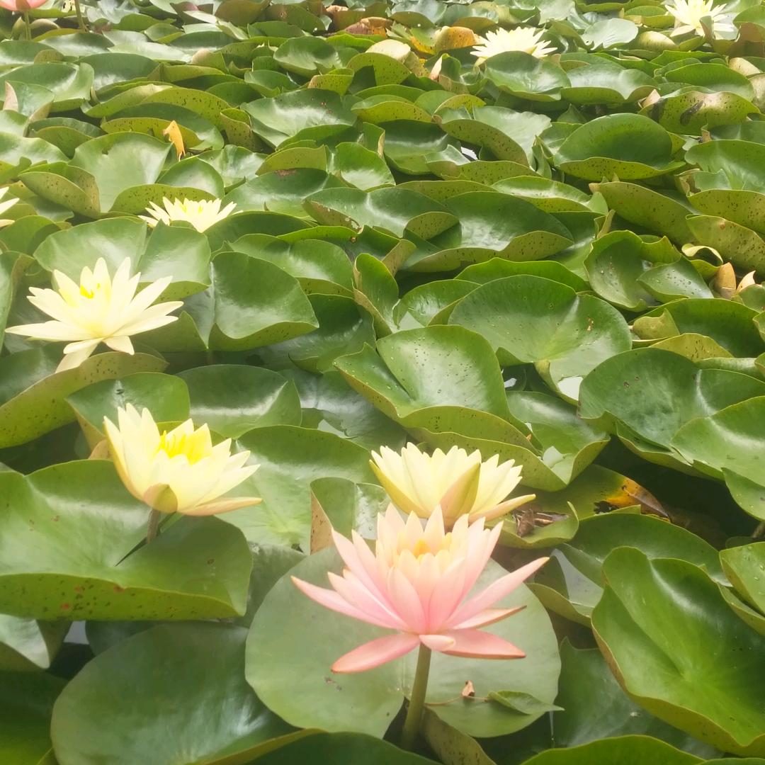 陌然忋尘🌴