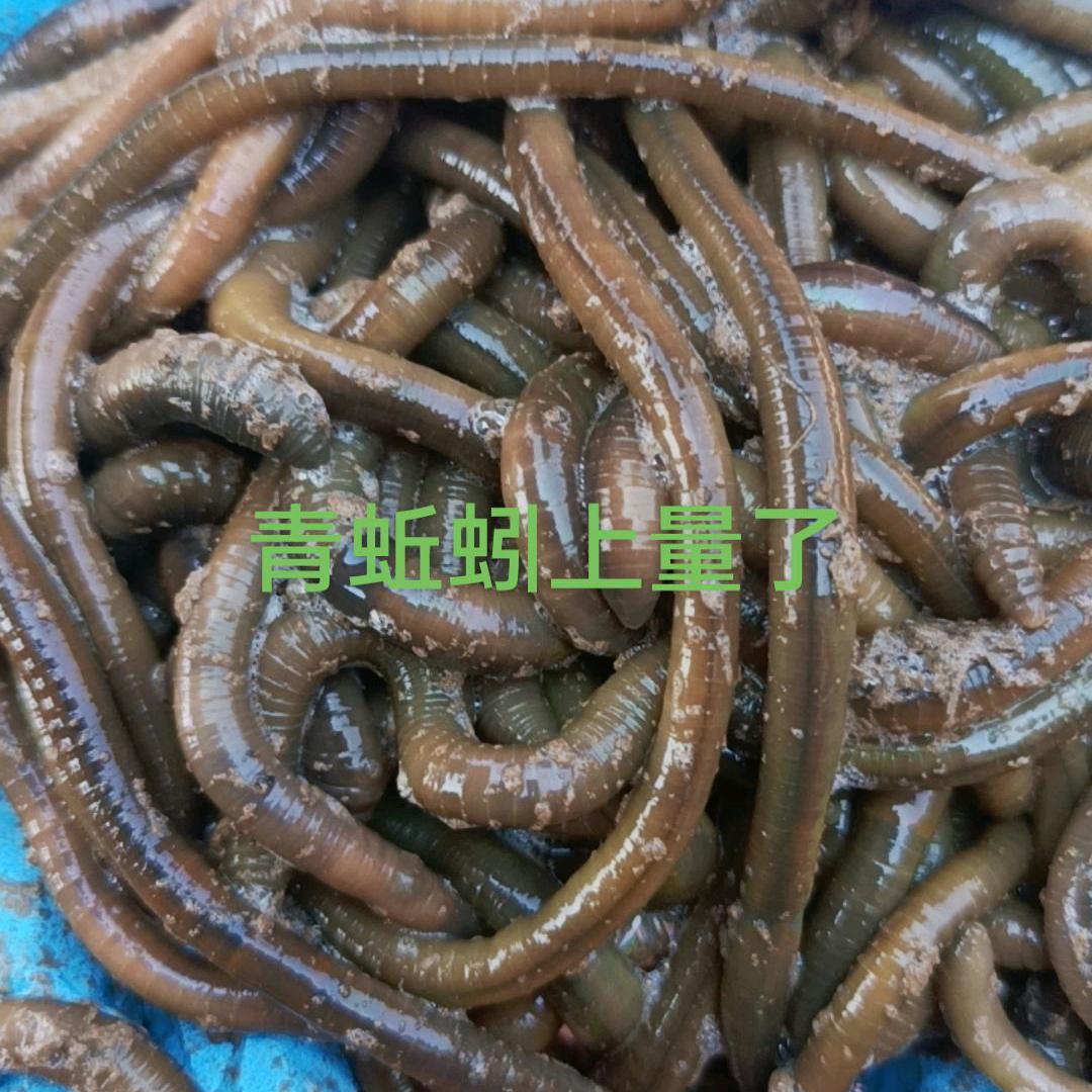 老王青蚯蚓