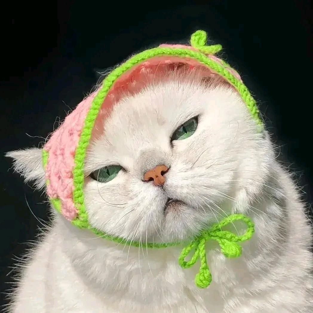 大脸猫🌪️