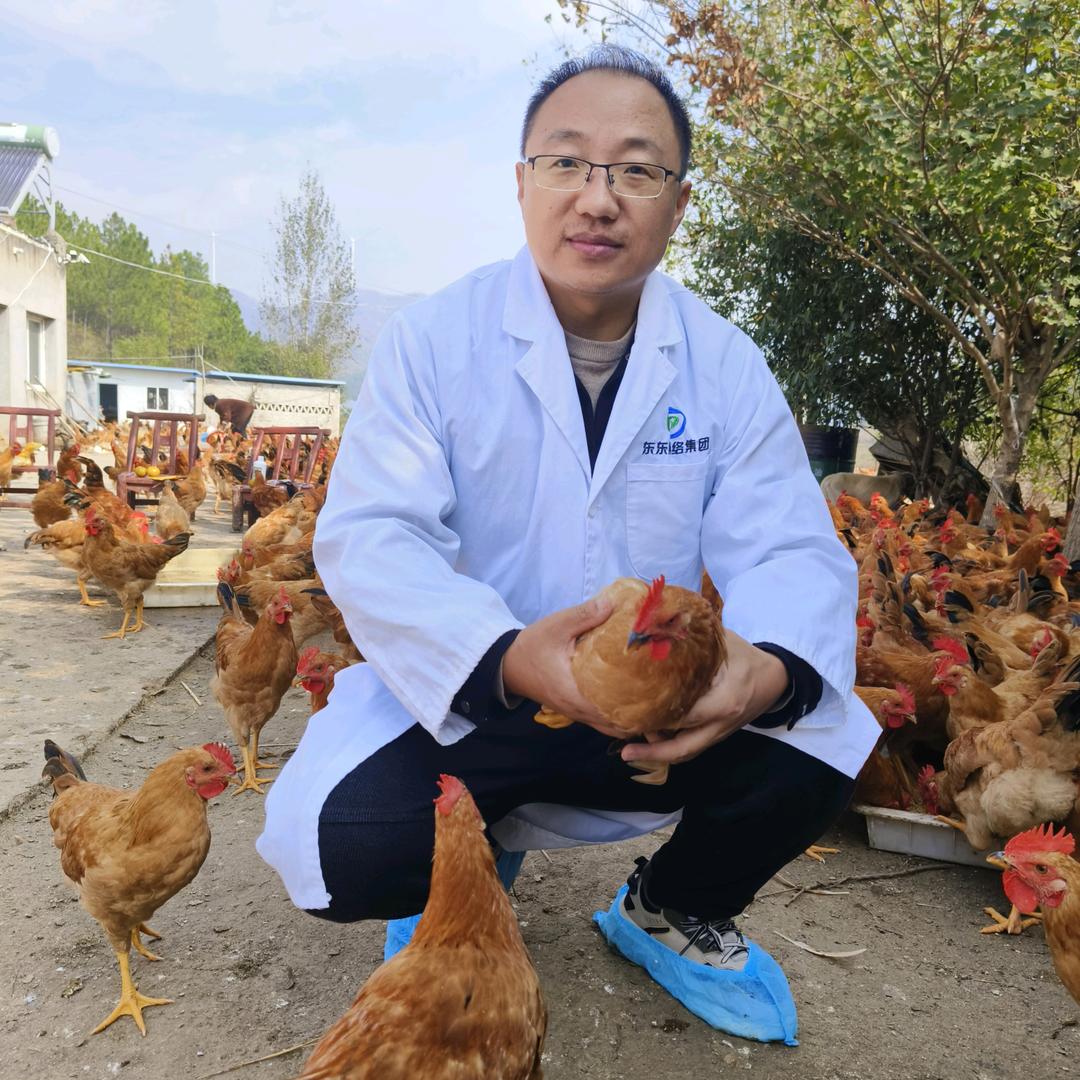 养鸡技术指导-王凯