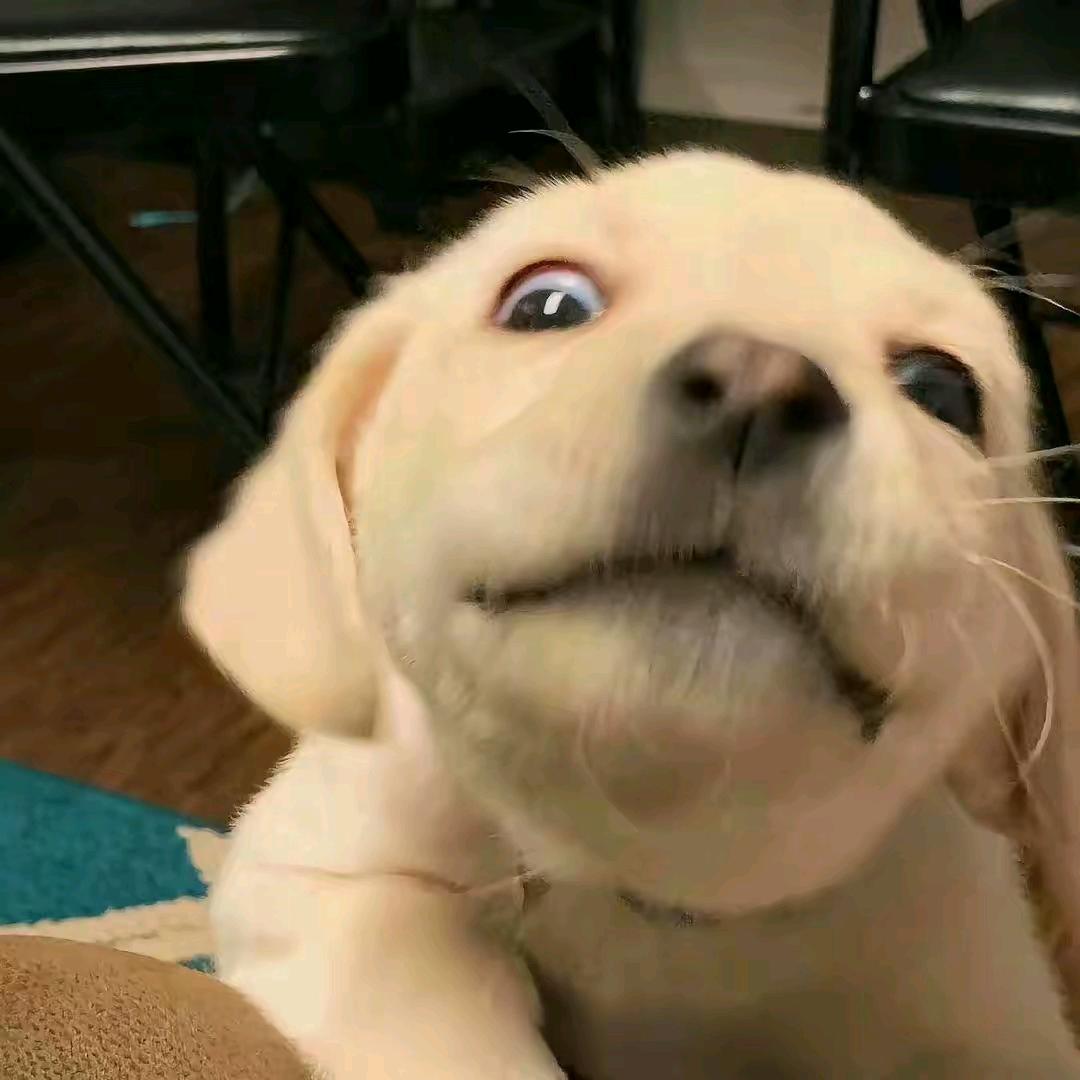凉茶哥