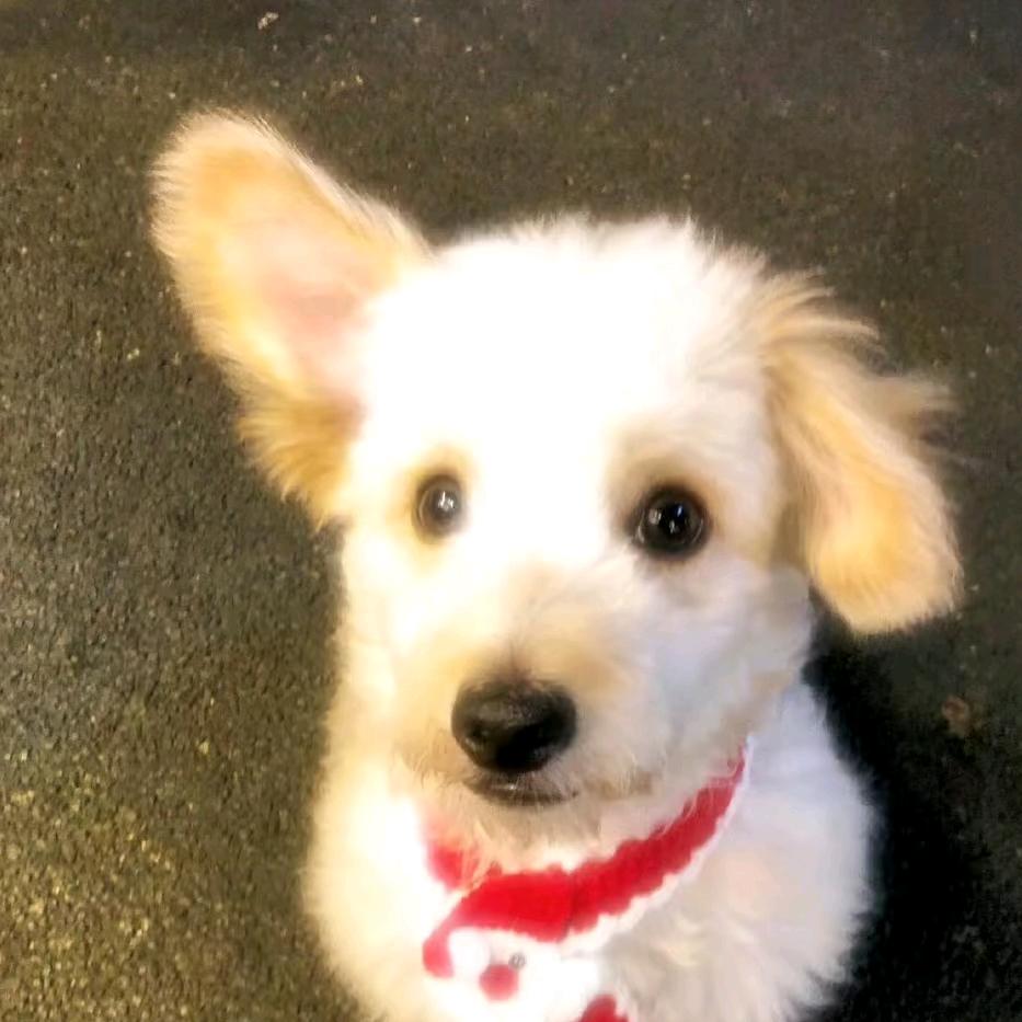 吃土豆长大的马铃薯🥔