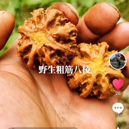 秦核缘文玩核桃