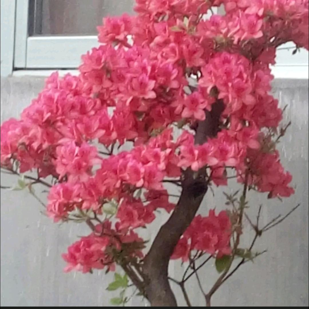 辛崇华