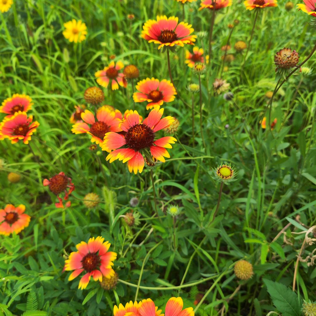 柠檬草的味道6578