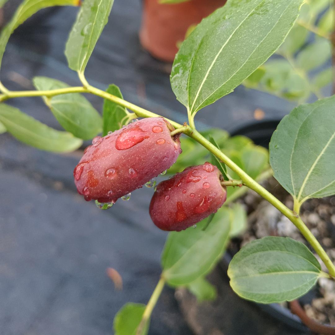园澜果树苗木专营店