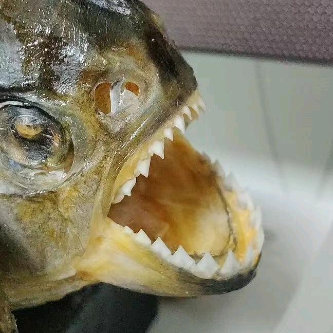 鲁Q鱼疯子