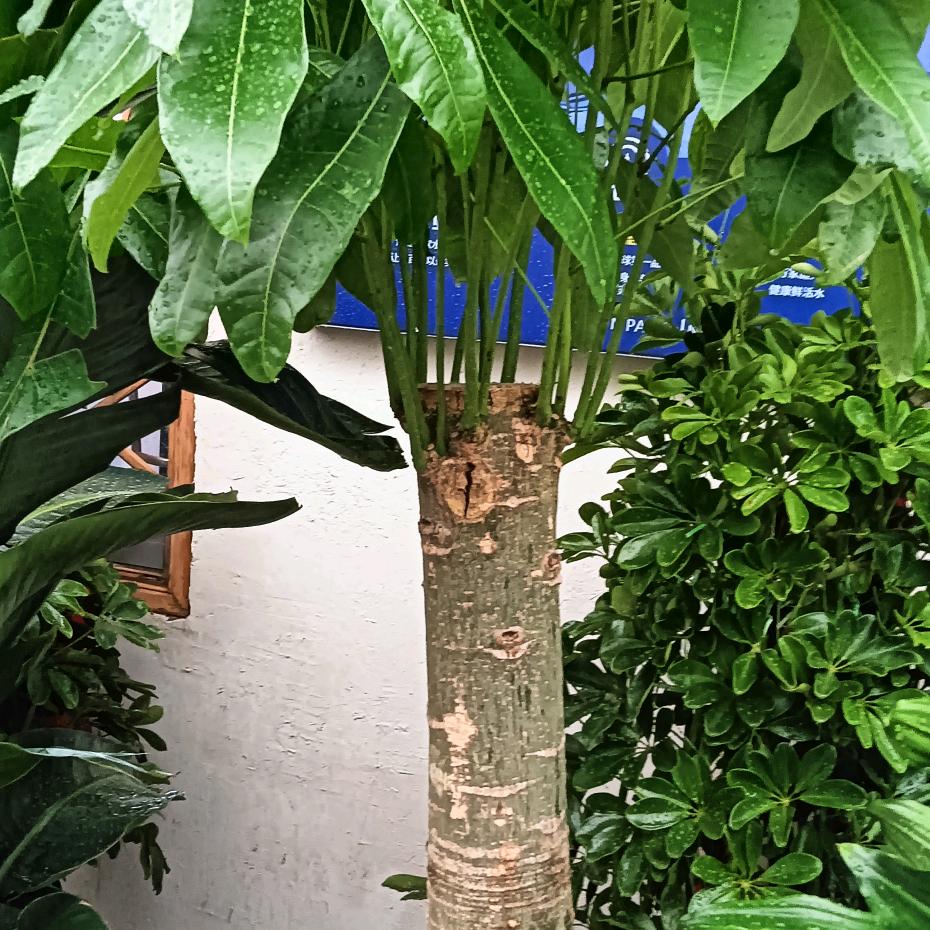 花水王