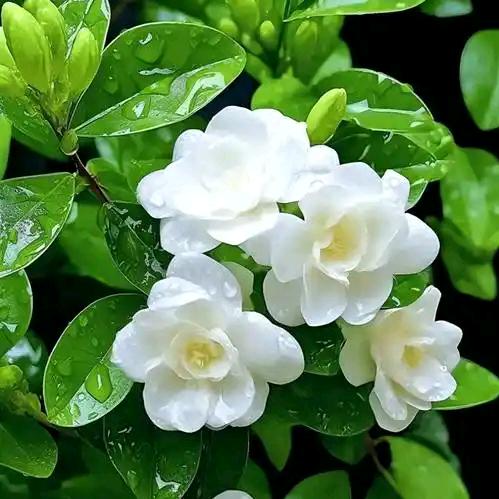 茉莉花原产基地