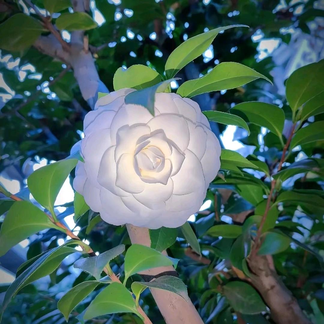 এᮁ໊青💞栀ঞ