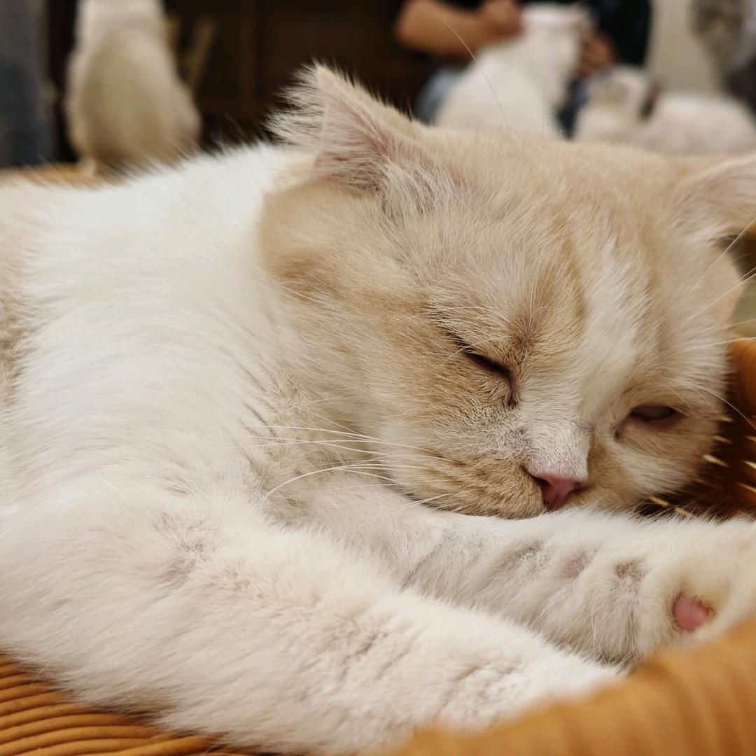 温婉