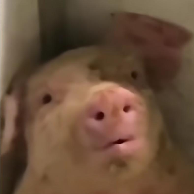 小小俊