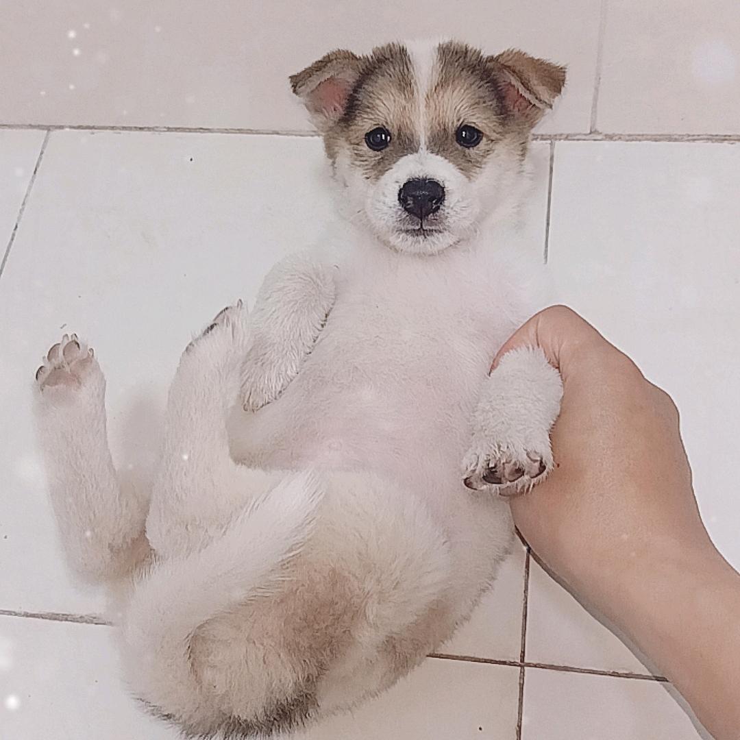精神土狗