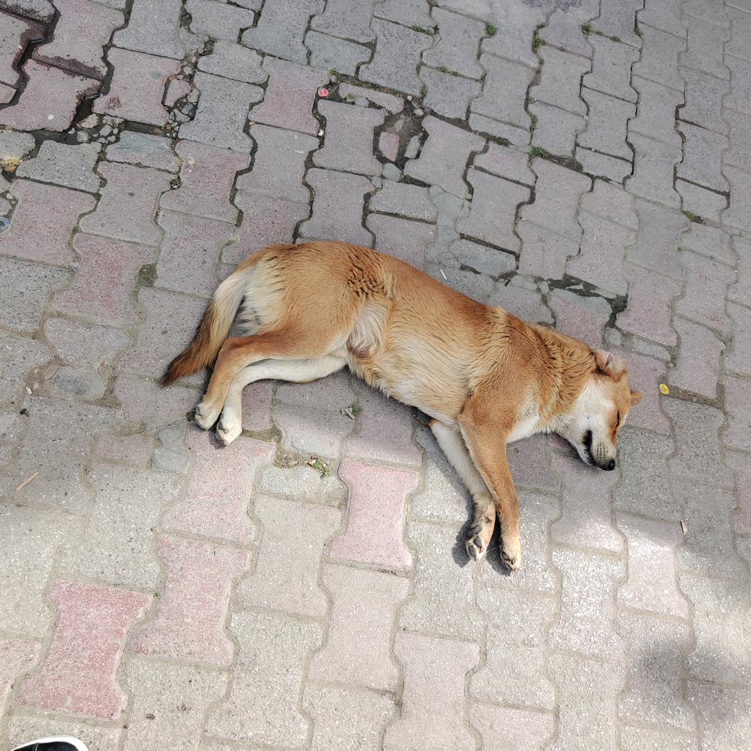 二狗（疯狂增肌）