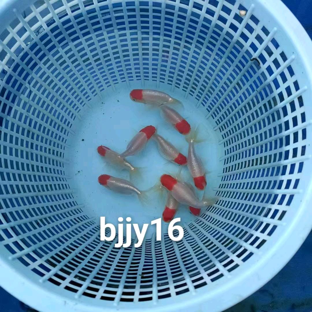 徐盼金鱼