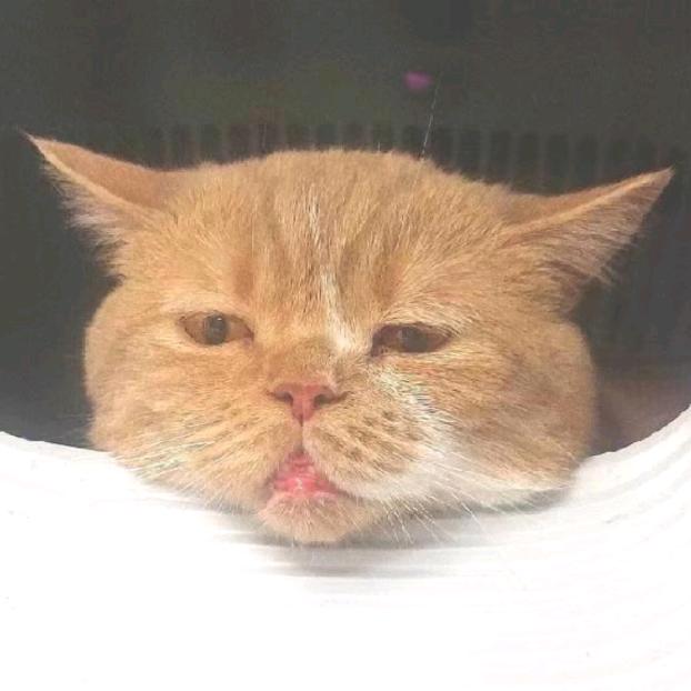 原来是憨憨呀