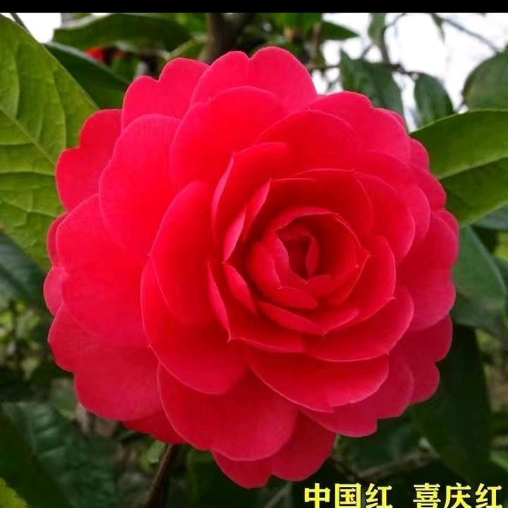 用户8706084433477