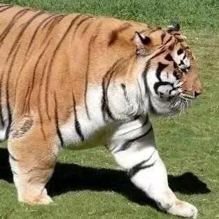 🌈奔跑的五花肉