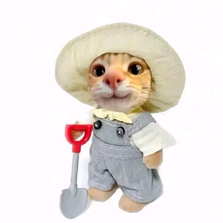 小张鱼🐙