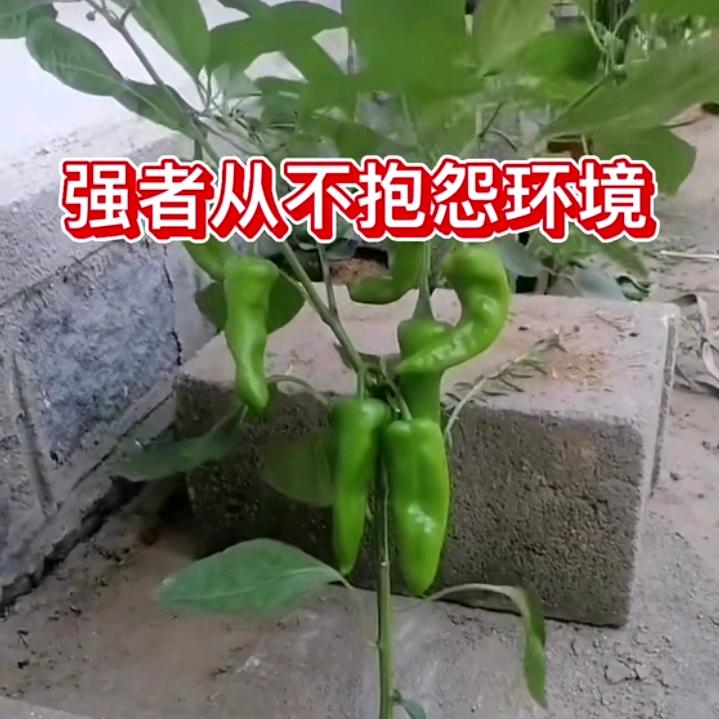 请问爱的尽头是什么？