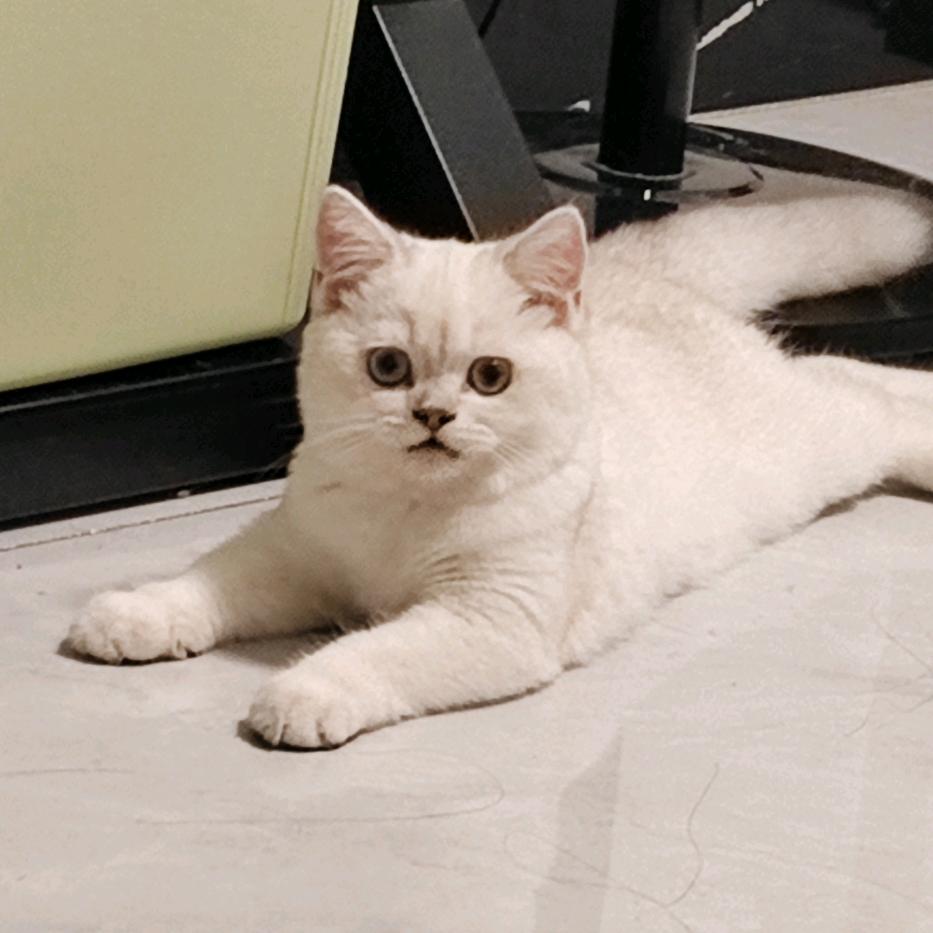 咪咪是只猫