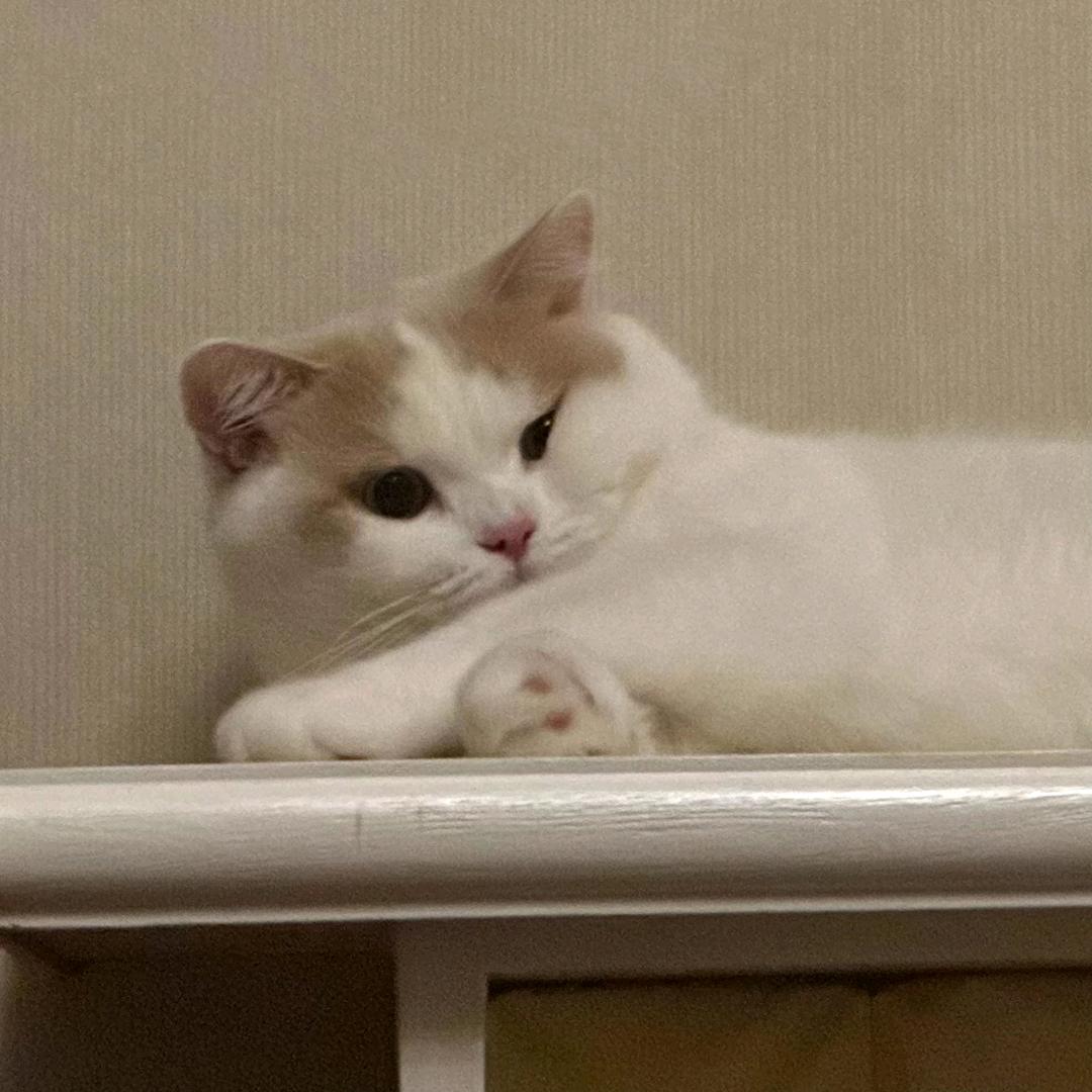 真想哭着求自己别吃了