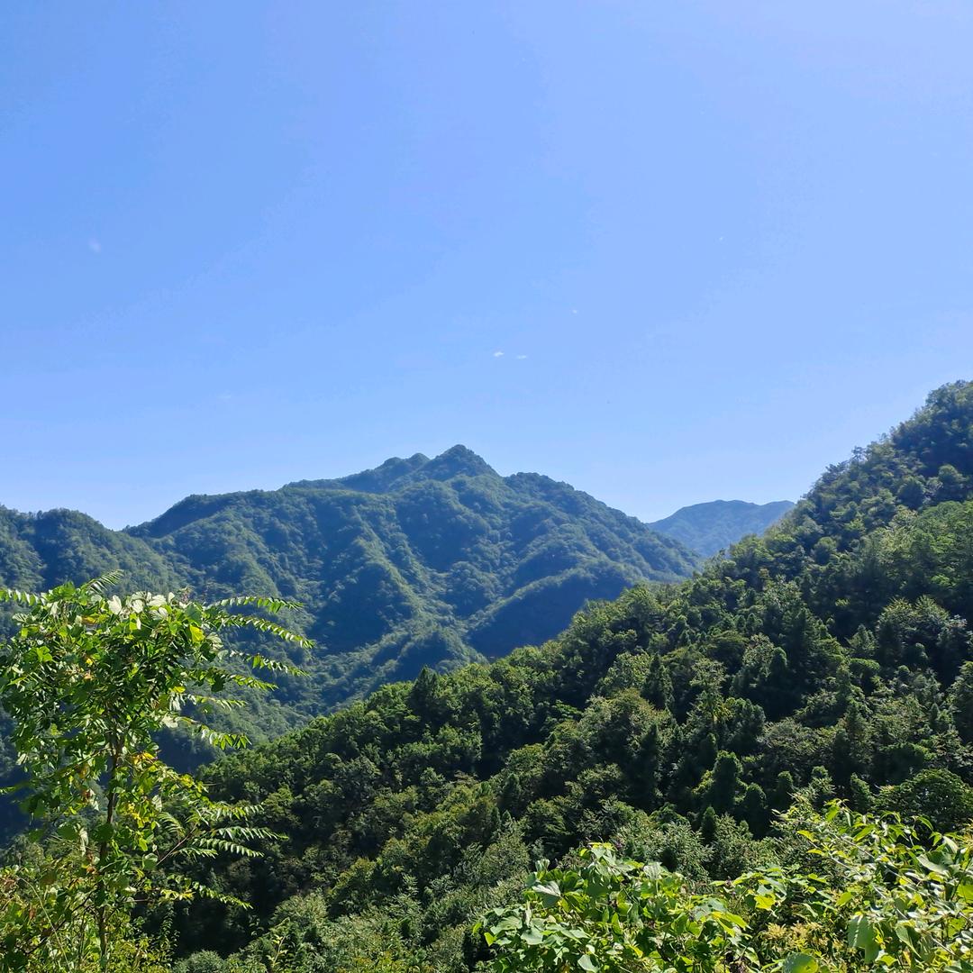 老来福