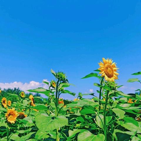 阳光灿烂