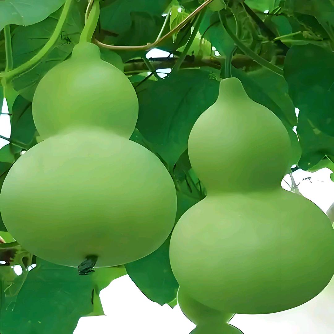 野狼