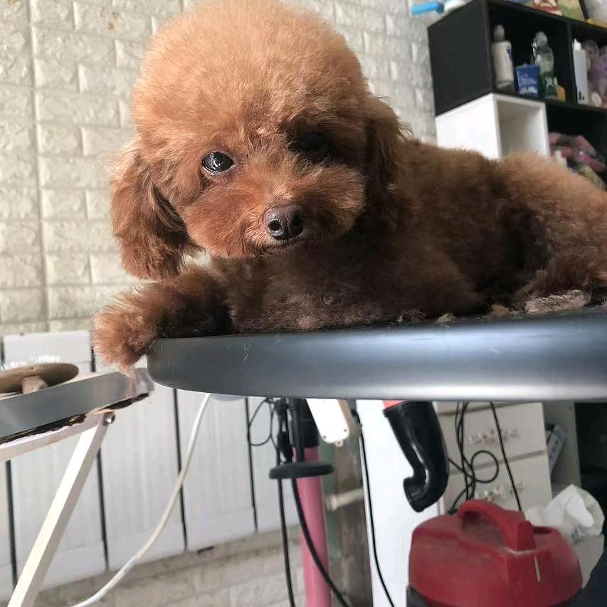 肉肉的犬舍