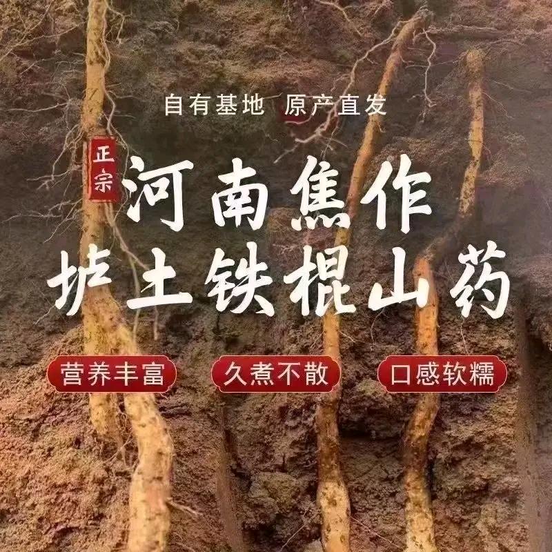 温县铁棍怀山药种植批发