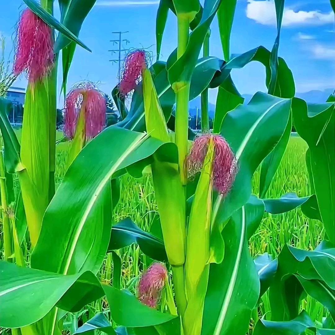 黑人踢球
