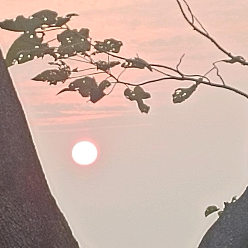 刘青青·