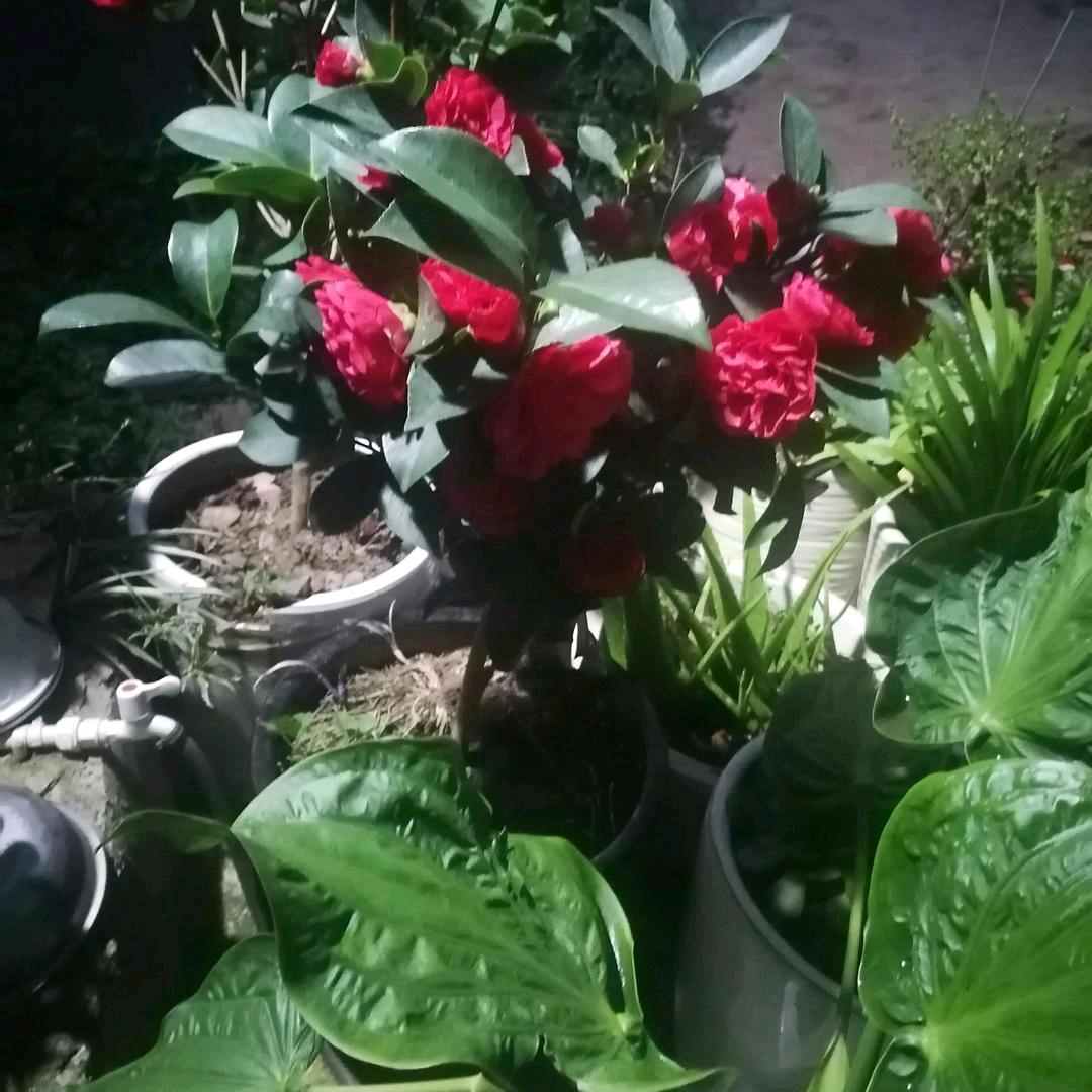 琴