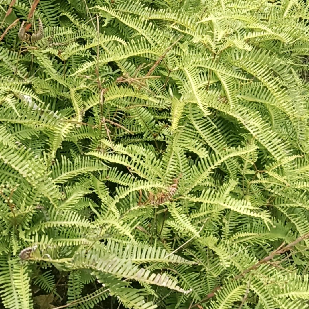 胡妹子雪峰蜜桔