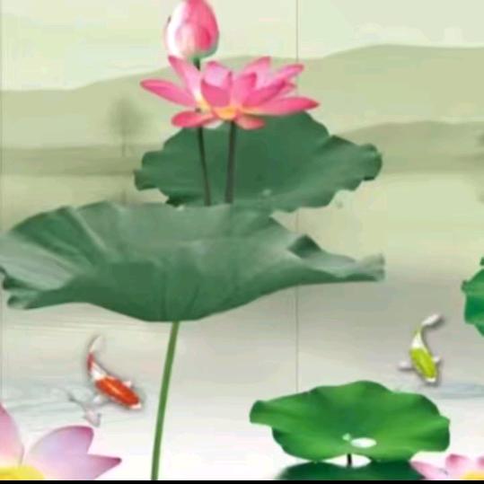 抖音一号（pause）