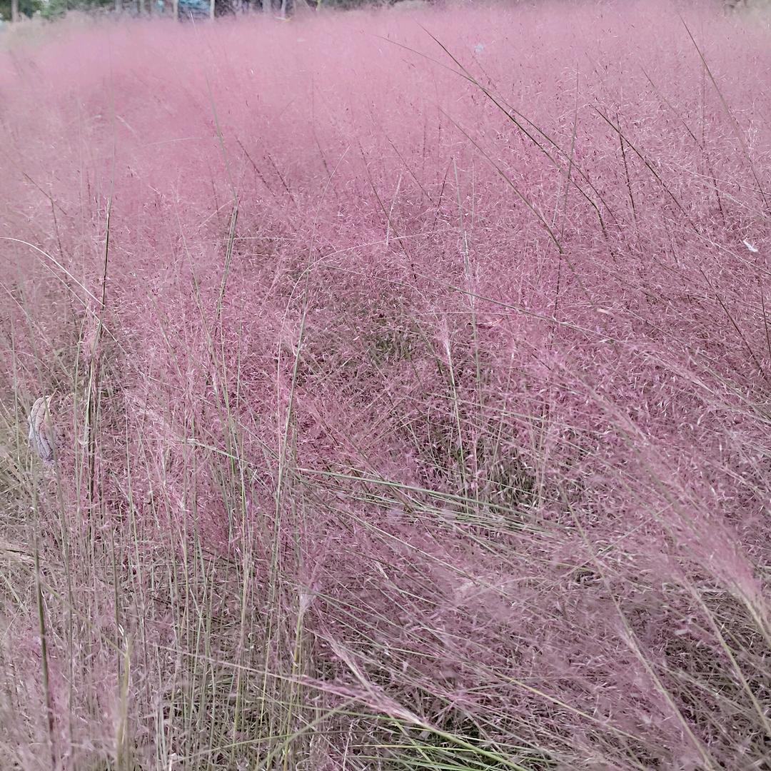 🌿🌿家里蹲大学--学长